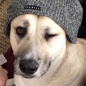 Meet your Posher, Lacey